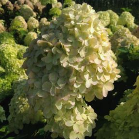 Hydrangea paniculata 'Limelight'