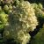 Hydrangea paniculata 'Limelight'