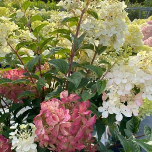 Syrenhortensia - Hydrangea paniculata ´Petite Star´ 40-50 cm