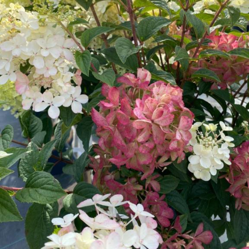 Syrenhortensia - Hydrangea paniculata ´Petite Star´ 50 cm stamme