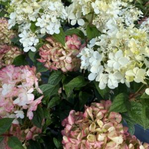 Syrenhortensia - Hydrangea paniculata 'Petite Star'