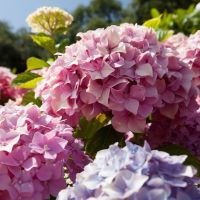 Hortensia - Hydrangea