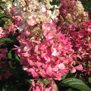 Syrenhortensia - Hydrangea paniculata 'Pinky Winky'
