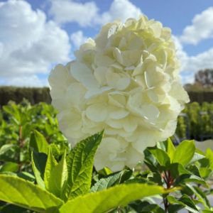 Syrenhortensia - Hydrangea paniculata 'Polar Bear'