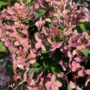 Syrenhortensia - Hydrangea paniculata 'Switch Ophelia'
