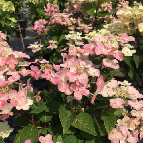 Syrenhortensia - Hydrangea paniculata ´Switch Ophelia´ 50 cm stamme