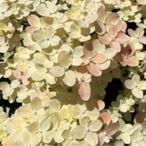 Syrenhortensia - Hydrangea paniculata 'Switch Ophelia'