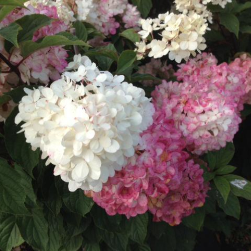 Syrenhortensia - Hydrangea paniculata ´Vanille Fraise´ 90 cm stamme