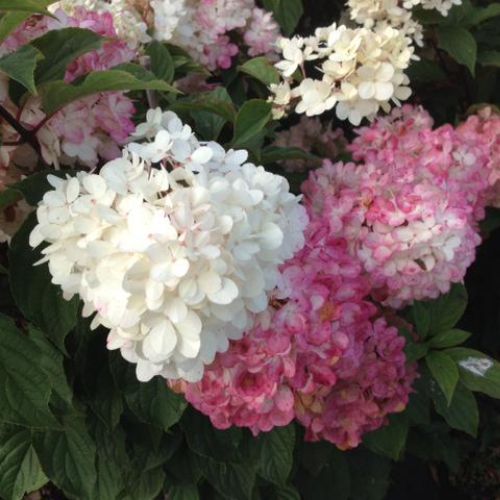 Syrenhortensia - Hydrangea paniculata ´Vanille Fraise´ 90 cm stamme