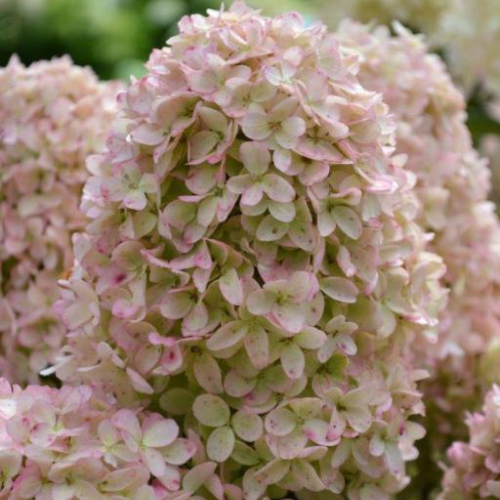 Syrenhortensia - Hydrangea paniculata ´Whitelight´ 50 cm stamme