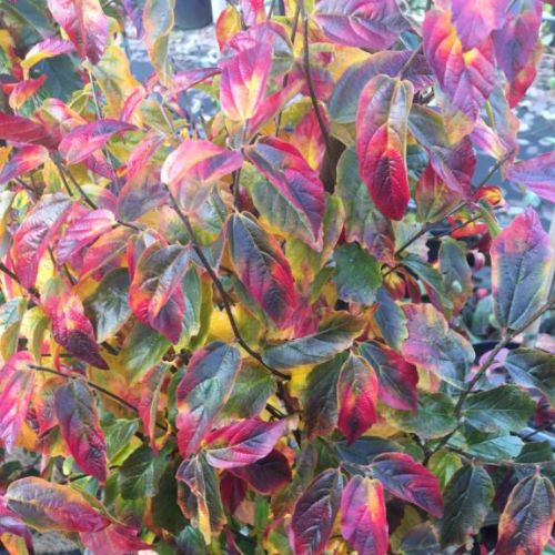 Papegøjebusk - Parrotia persica ´Cherry Tips´ 200-250 cm. i 15 l. potte