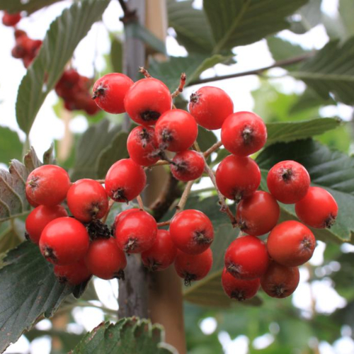 Sølvrøn Pyrenæisk Røn - Sorbus mougeotii 125-150 cm