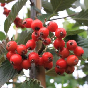 Sølvrøn Pyrenæisk Røn - Sorbus mougeotii 150-175 cm