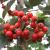 Sølvrøn Pyrenæisk Røn - Sorbus mougeotii 150-175 cm