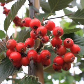 Sølvrøn Pyrenæisk Røn Bornholmsk Røn - Sorbus mougeotii 125-150 cm