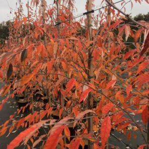 Røn - Sorbus folgneri 'Emiel'