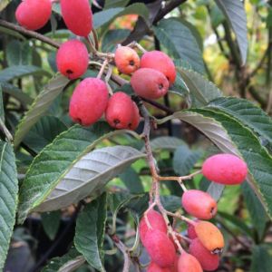 Røn - Sorbus folgneri 'Emiel'