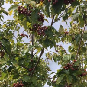 Tarmvridrøn - Sorbus torminalis