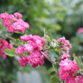 Rødtjørn - Crataegus x media 'Paul's Scarlet'