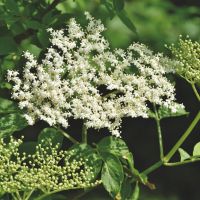 Hyld - Sambucus