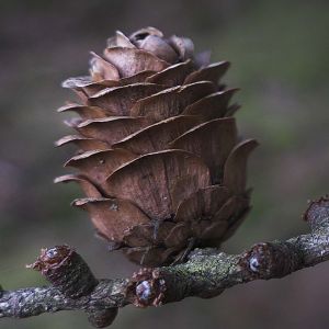 Japansk Lærk - Larix kaempferi med kogle