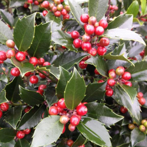Kristtorn - Ilex meserveae ´Blue Maid´ Ø 40 cm