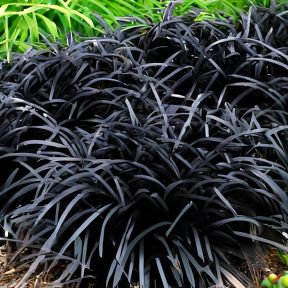 Ophiopogon planiscapus 'Nigrescens' - Slangeskæg
