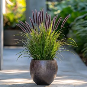 Pennisetum advena 'Purple Haze' - Lampepudsergræs