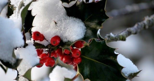 Kristtorn - Ilex med sne