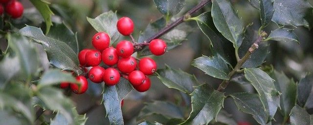 Kristtorn - Ilex med bær