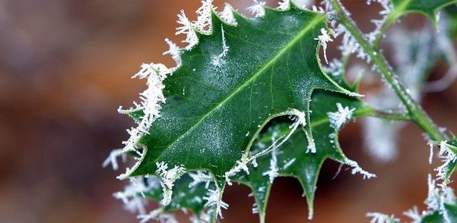 Kristtorn - Ilex vinter