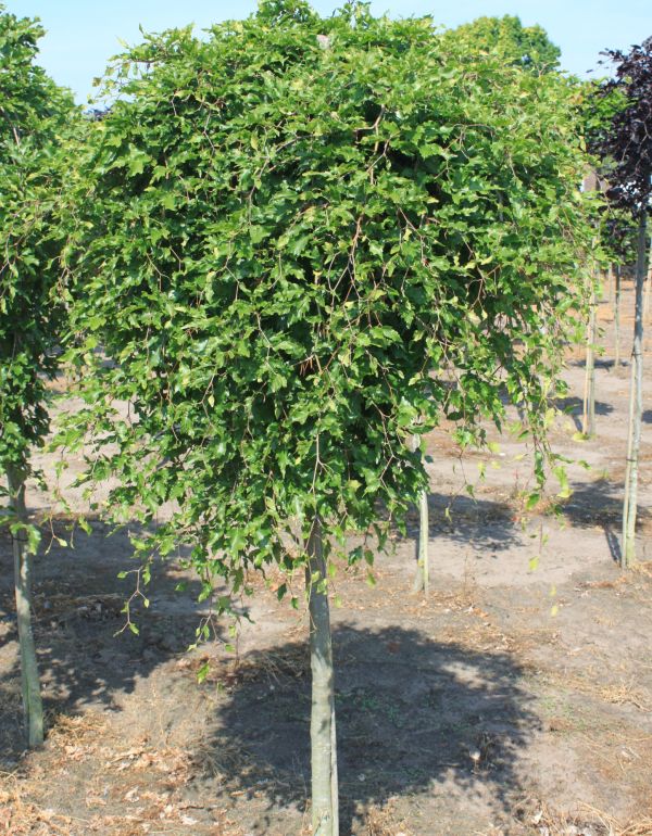 Grøn Fligbladet Hængebøg - Fagus sylv. ´Rohan Green Weeping´ 200 cm stamme 8-10