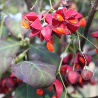 Benved - Euonymus med frugter