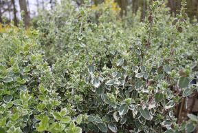 Broget Benved - Euonymus fort. 'Emerald Gaiety' opstammet