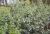 Broget Benved - Euonymus fort. 'Emerald Gaiety' opstammet