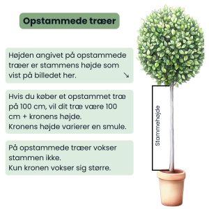 Opstammet plante.