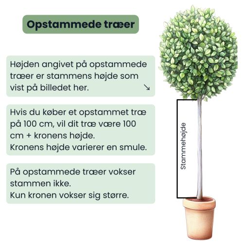 Opstammet plante.