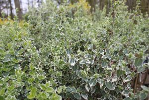 Broget Benved - Euonymus fort. 'Emerald Gaiety' opstammet