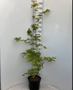 Bøgehækplante i potte