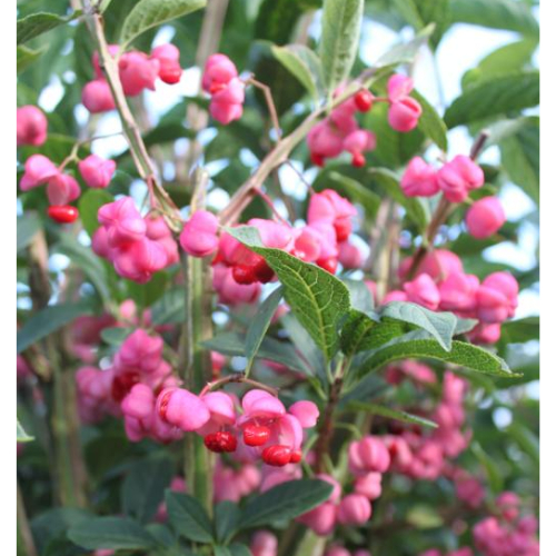 Vinget Benved - Euonymus phellomanus Toppodet 120 cm stamme