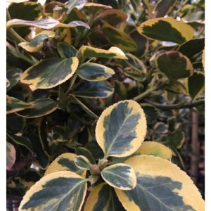 Benved - Euonymus fortunei 'Canadale Gold'