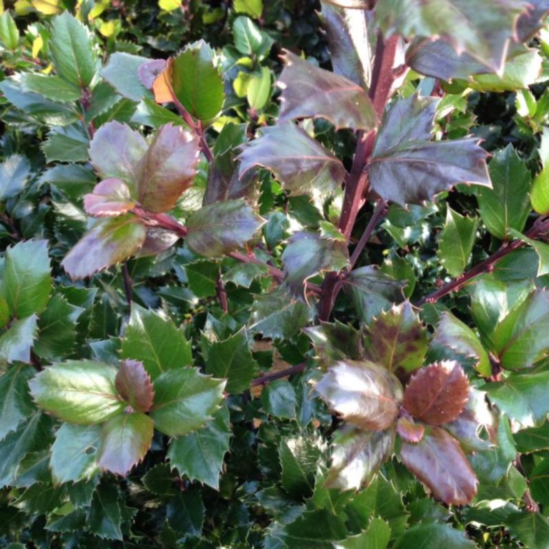 Kristtorn - Ilex meserveae ´Blue Prince´ 50 cm stamme