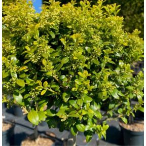 Kristtorn - Ilex crenata 'Green Hedge'