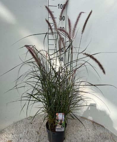 Lampepudsergræs - Pennisetum advena 'Purple Haze' produktbillede.