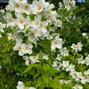 Uægte Jasmin - Philadelphus polyanthus 'Mont Blanc'