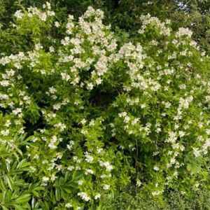Uægte Jasmin - Philadelphus polyanthus 'Mont Blanc'