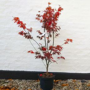 Acer palmatum 'Atropurpureum' - Rødbladet Japansk Ahorn