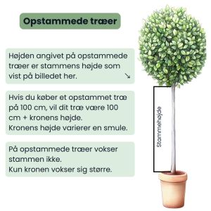 Kugle Tempeltræ 'Mariken' - Ginkgo biloba, rund krone på klar stamme