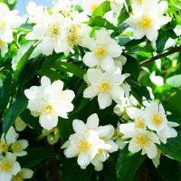 Uægte/Duftende Jasmin - Philadelphus