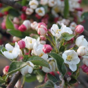 Paradisæble - Malus toringo 'Tina'